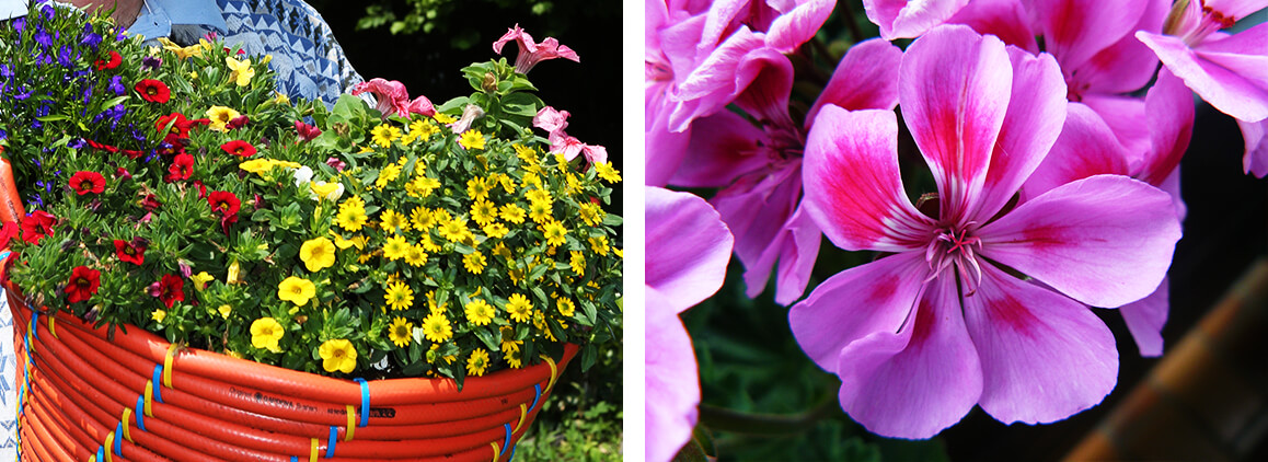 Fleurs colorées dans un jardin 