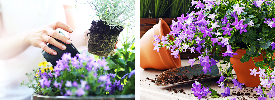 Rempotage de fleurs couleur lilas