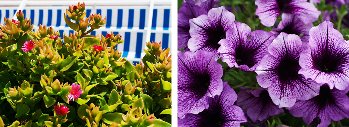 Fleurs roses et violettes