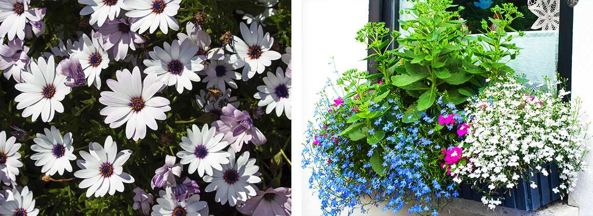 Fleurs blanches, roses et bleues dans une balconnière