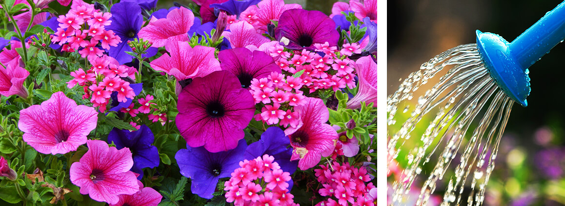 Fleurs colorées avec arrosoir