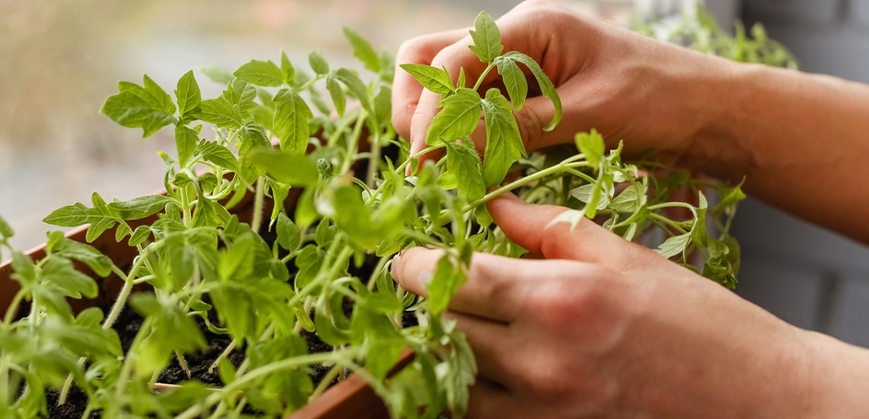 Bac à fleurs avec plantes 