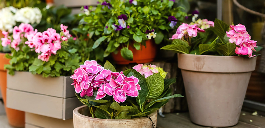 Petits pots de fleurs