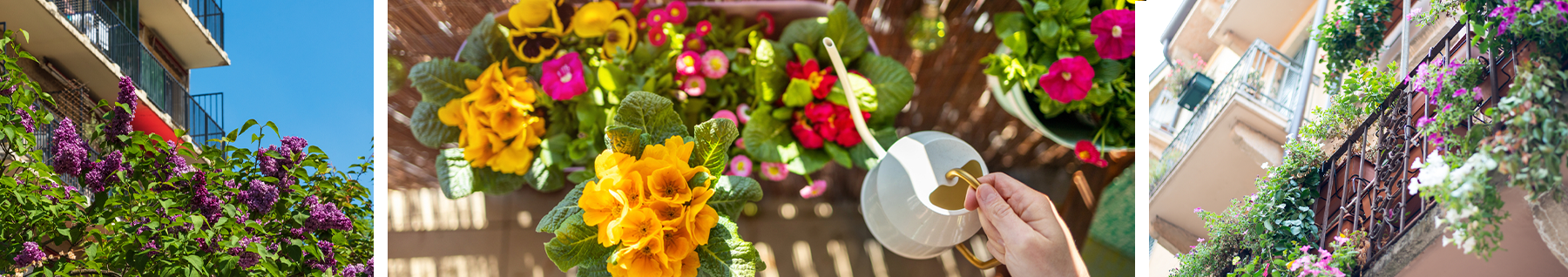 Balcons avec jardinières et fleurs colorées 