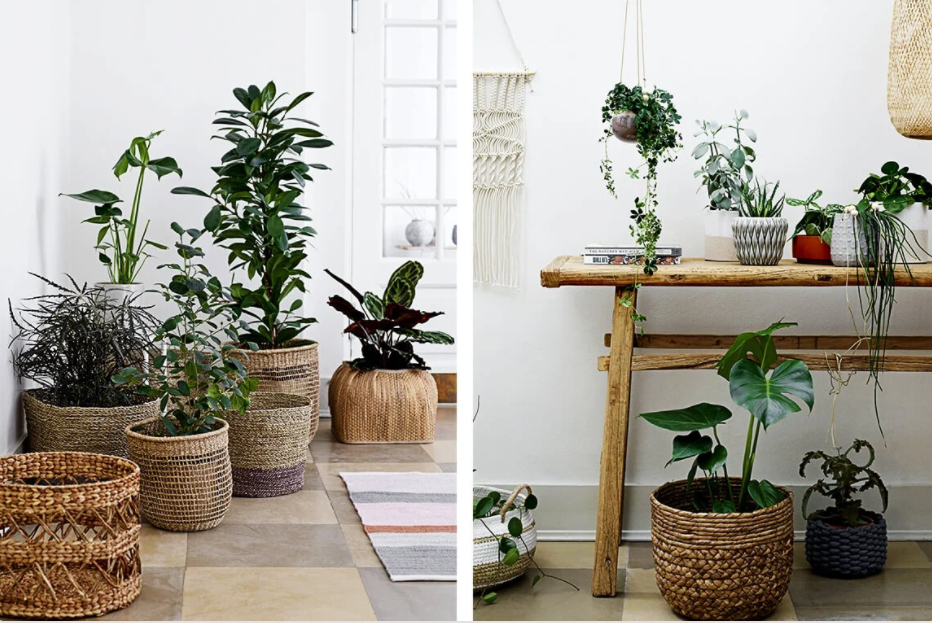plantes grandes, grasses et de différents types dans des pots en intérieur